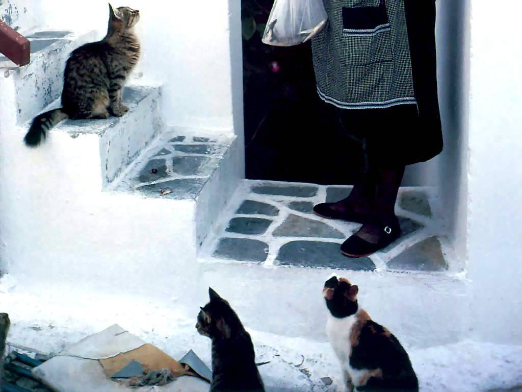 Gatti (208)